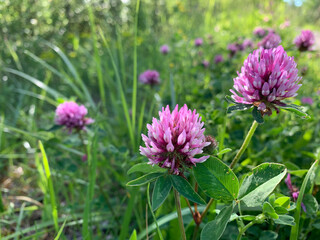 Obraz premium A close-up shot of vibrant pink clover blossoms growing in a lush meadow, bathed in the warm sunlight