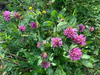 A close-up image of a cluster of pink clover blossoms in a field of green grass and leaves