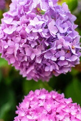 Hydrangea with vibrant color: lilac, pink, white, purple