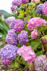 Hydrangea with vibrant color: lilac, pink, white, purple