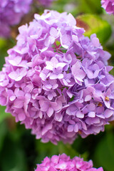 Hydrangea with vibrant color: lilac, pink, white, purple