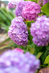 Hydrangea with vibrant color: lilac, pink, white, purple