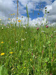 A vibrant field of wildflowers, including daisies and yellow wildflowers, blooms under a partly cloudy sky