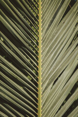 Palme