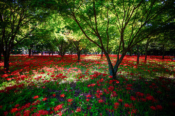 Naklejka premium Red Spider Lily, meaning love that cannot come true.