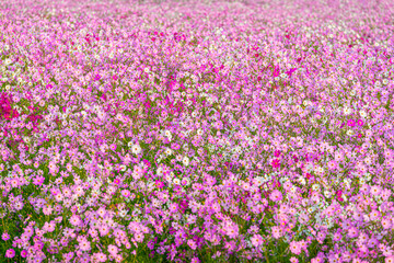 A beautiful place where the wind sways and cosmos blooms.