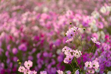 Fototapeta premium A beautiful place where the wind sways and cosmos blooms.