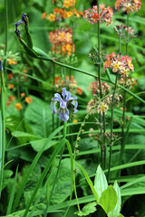 Blue flag iris growing among Japanese primrose plants, North Yorkshire England

