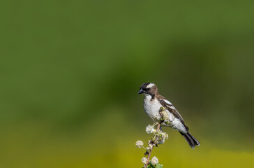Africa-Kenya; White-browed sparrow weaver bird on tree branch.