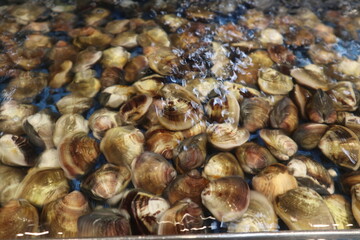 fresh clam for selling design for fresh food concept