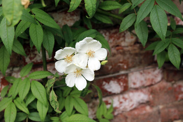 Closeup of three white Many-flowered Rose blooms, North Yorkshire England
