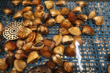 fresh clam for selling design for fresh food concept