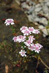 Closeup of white and pink Wild Candytuft blooms, North Yorkshire England