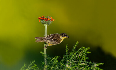 Spectacled weaver bird (Ploceus ocularis) on flower in Africa -Kenya