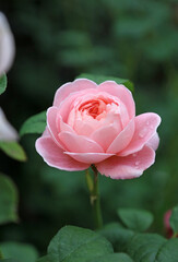 Macro image of a single pink Rose bud with rain drops, North Yorkshire England
