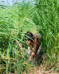 Young beautiful woman posing nude on the seashore.