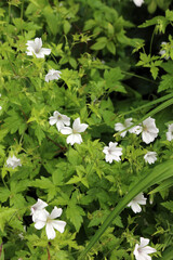 White Cranesbill plants, North Yorkshire England
