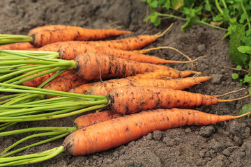 Vegetables in garden. Freshly harvested organic dirty carrot harvest on garden bed on ground. Many fresh carrots on soil close up, macro