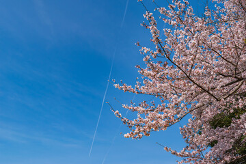 桜と青空と飛行機雲
