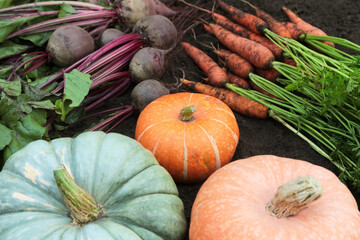 Autumn harvest of fresh dirty carrot, beetroot, pumpkin and potato on soil ground in garden. Organic vegetables background, texture, harvesting