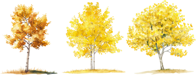 watercolor yellow poplar and ginkgo tree isolated on white background