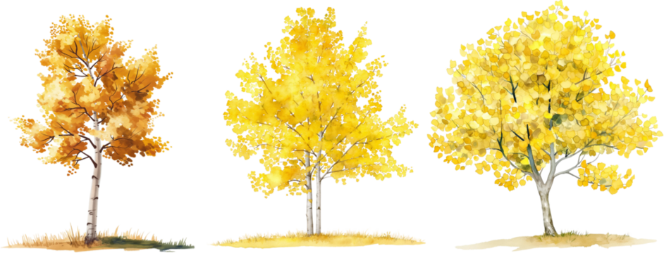 watercolor yellow poplar and ginkgo tree isolated on white background