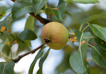 A ripe fruit of the wild pear (Pyrus elaeagnifolia) in July