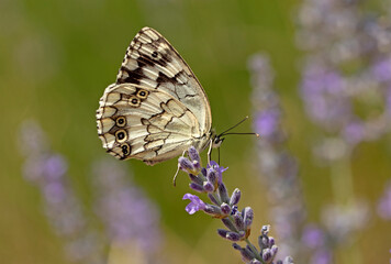 Wing underside view of a beautifful marbled white (Melanargia galathea) butterfly feeding on lavender (Lavandula) flowers