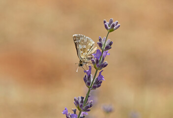 A skipper (Muschampia sp) butterfly on a lavender flower
