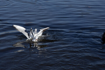 Seagulls splash on the water