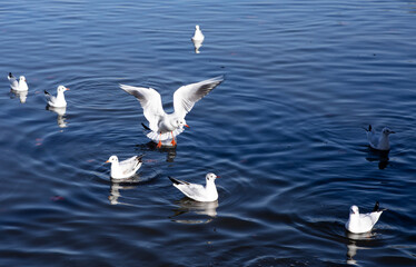 Seagulls splash on the water