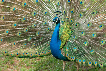 Fototapeta premium A peacock spreading his tail, displaying his plumage
