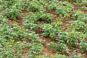 Obraz premium Growing white beans with drip irrigation in a field