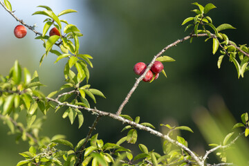 Wild fruit growing in Florida — probably a species of wild plum. It might be flatwoods plum (Prunus umbellata), but that ID is not confirmed. Please check with an expert. Found in Duette, Florida.