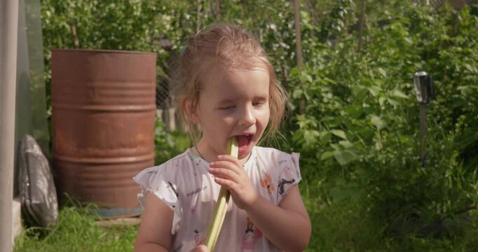 A cute child bites rhubarb and winces funny from its sour taste. A little girl in the garden takes a bite of a rhubarb plant and winces. Sour rhubarb plant.
