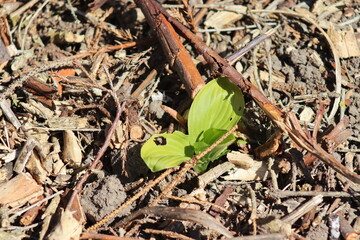 An ornamental plant called hosta bitten by snails.