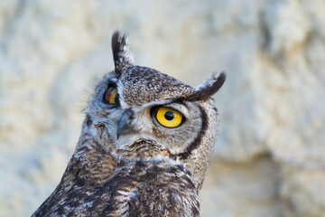 Great Horned Owl, Bubo virginianus nacurutu, Peninsula Valdes, Patagonia, Argentina.