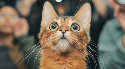Regal Somali Cat in Vintage Photo Studio with Text Space, Warm and Majestic Vibe, Generative Ai
