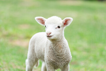 Cute sheep with or without fur.