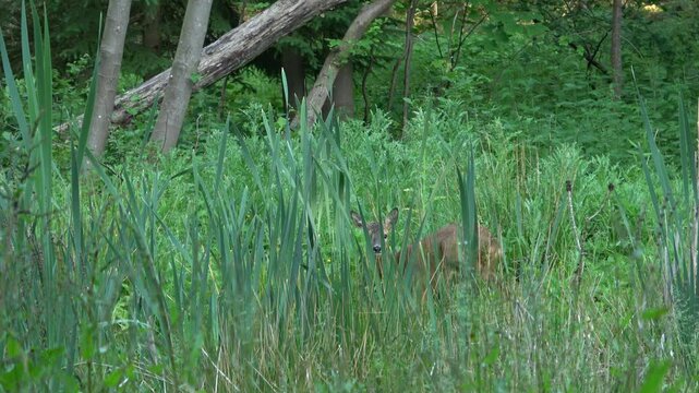 Static shot of a deer eating, scratching and peeing in Kaerhave Forest behind high grass in Denmark
