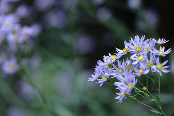 十五夜の時期に咲く薄紫の花