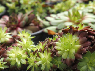 Close-up of Sempervivum, ideal plants as green roof or dry sone wall systems, urban greening