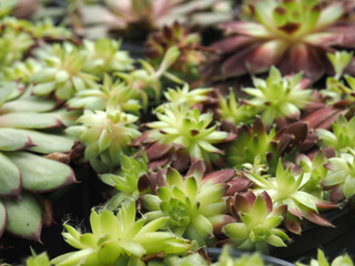 Obraz premium Close-up of Sempervivum, ideal plants as green roof or dry sone wall systems, urban greening