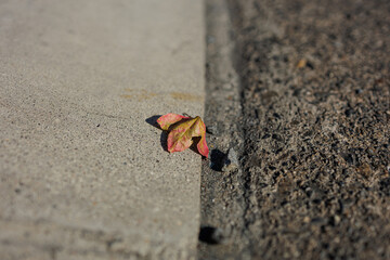 Small Leaf and Rock Resting on Streetside Pavement, Basking in the Bright Late Afternoon Sunlight