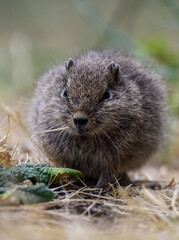 Desert Cavi, Lihue Calel National Park, La Pampa Province, Patagonia , Argentina