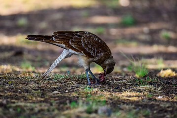 Caracara chimango portrait , La Pampa province, Patagonia , Argentina