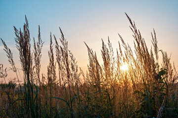 Fototapeta premium Fantastic sunset view. Selective blurred focus of dry grass, stalks blowing in the wind at golden sunset. Nature background