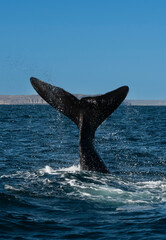 Fototapeta premium Sohutern right whale tail,Peninsula Valdes, Chubut, Patagonia,Argentina