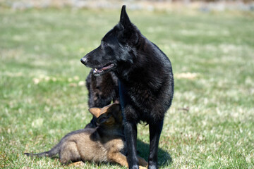 Beautiful German Shepherd puppy with his mother on a meadow on a sunny summer day in Skaraborg Sweden