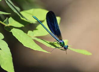 Blue dragonfly with open wings basking in the sun in its natural environment, blue colored insect